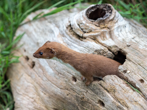 Weasel Looking Out of aLog