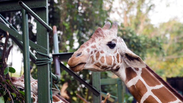 Giraffes feeding  headshot, close up picture 