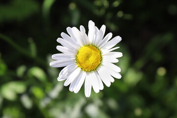 Chamomile flower on a sunny summer field in the village