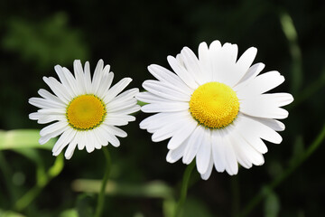Fototapeta premium Chamomile flower on a sunny summer field in the village