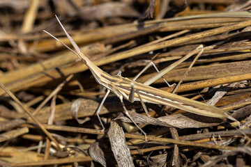 Stick insect in its natural environment.