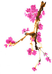 Branch of blooming sakura pink flowers