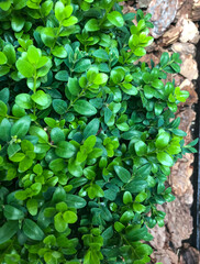 green leaves on a wall