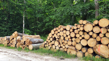 Trees cut into pieces in the woods