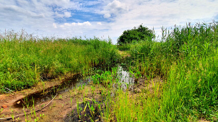 Boggy areas in the Beka Nature Reserve, Poland