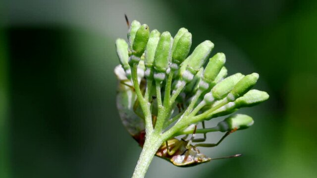 Common Green Shieldbug in copulation. Their Latin name is Palomena prasina.