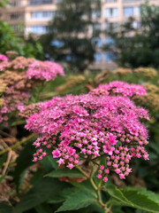 pink flowers in the garden