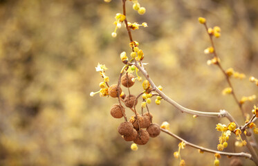 SYCAMORE trees blossoming in the spring