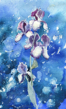 blooming purple white lily on a blue background handmade watercolor