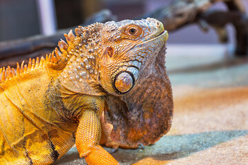 Iguana