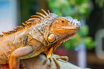 Iguana