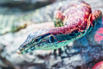 Head of water monitor lizard (Varanus) close-up with very shallow depth of field