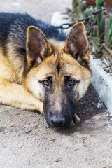 Close-up portrait of a dog, sheepdog