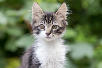 Close-up portrait of tabby kitten - black and white