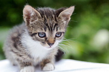 Naklejka na ściany i meble Close-up portrait of tabby kitten - black and white