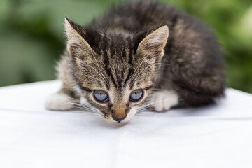 Close-up portrait of tabby kitten - black and white