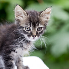 Close-up portrait of tabby kitten - black and white