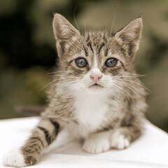 Close-up portrait of tabby kitten - black and white. Shallow depth of field. Old photo