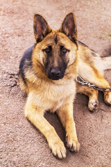 Close-up portrait of a dog, sheepdog. Shallow depth of field