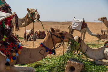 Camels, Giza Plateau, Egypt, day