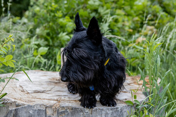 Very cute black dog sits on a stump in the green woods.