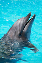 Trained dolphin swims in the pool water