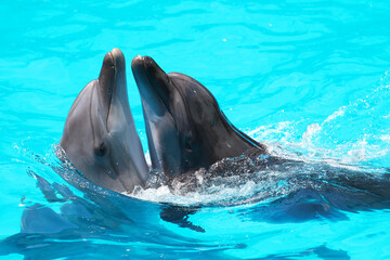 Dolphins swim in the blue water of the pool