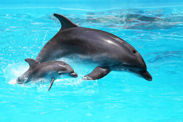Dolphin with a baby floating in the water © Elena