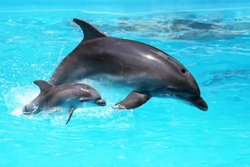 Foto op Plexiglas Dolfijn met een baby die in het water drijft © Elena