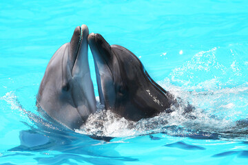 Dolphins swim in the blue water of the pool
