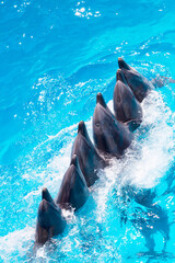 group of dolphins swimming in the clear blue water of the pool closeup