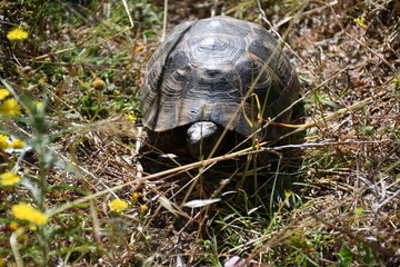 turtle in the grass