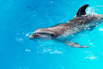 dolphins swim in the pool close-up
