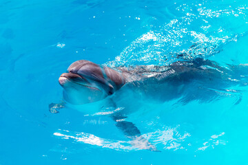 dolphins swim in the pool close-up
