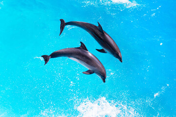 Dolphins jump out of the clear blue water of the pool closeup