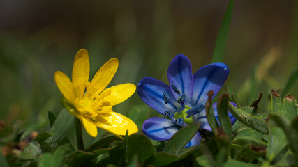 Fototapeta premium Blue and yellow flowers in the grass