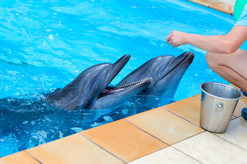 fragment of the human hand feeding dolphins in a pool