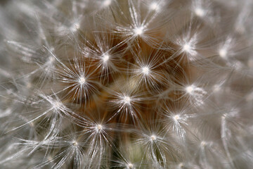 Close-up shot of a dandelion seed-head.