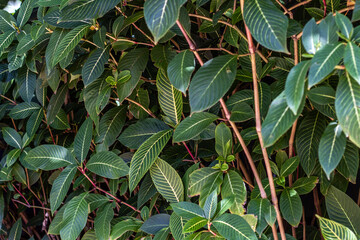 Obraz premium leaves of a tropical bush