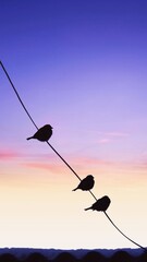 silhouette of a bird