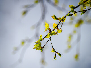 buds on a branch in spring