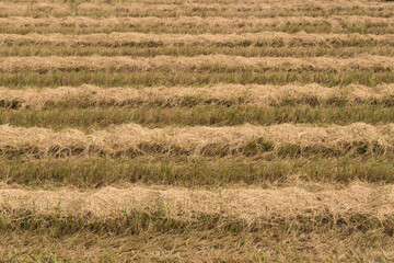 Fototapeta na wymiar dry straw in rice fields harvested