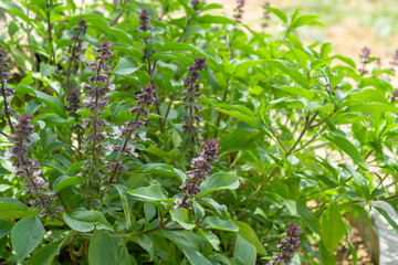 sweet basil plant