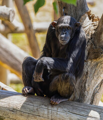 A Female Chimpanzee in the Jerusalem, Israel, Zoo