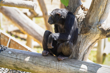 A Chimpanzee in the Jerusalem, Israel, Zoo