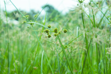 Cyperus polystachyos Roxb plants