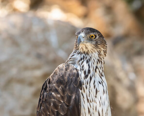 A Bonneli's Eagle in the Jerusalem, Israel, Zoo