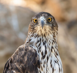 A Bonneli's Eagle in the Jerusalem, Israel, Zoo