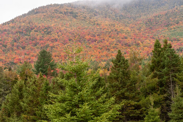 Mountainside mist trees autumn