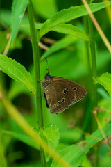 butterfly on leaf